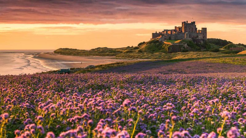 Bamburgh Castle from purple heather